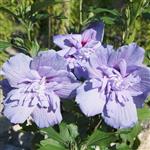 Hibiscus syriacus Blue Chiffon