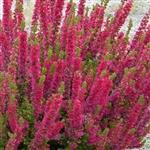 Calluna vulgaris Disco Queen