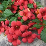 Campsis radicans Flamenco