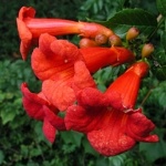 Campsis radicans Ursynów