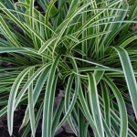 Carex morrowii Ice Dance