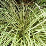 Carex oshimensis Evergold
