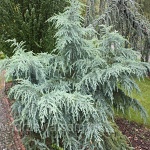Cedrus deodara Feeling Blue