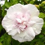 Hibiscus syriacus China Chiffon
