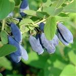 Lonicera kamtschatica Duet