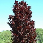 Fagus sylvatica Rohan Obelisk