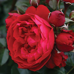 Rosa hybr. (PN)  Florentina