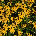 Rudbeckia fulgida Goldsturm