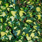 Hedera helix Goldheart