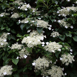 Hydrangea petiolaris