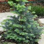 Abies lasiocarpa Jan Pavel II