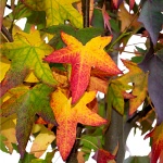 Liquidambar styraciflua