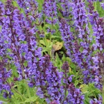 Salvia nemorosa Mainacht