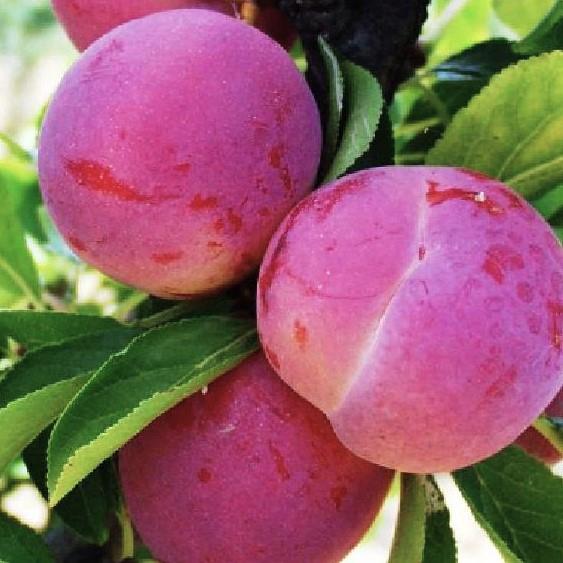 Prunus domestica Malvazinka