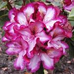 Rhododendron hybridum Midnight Mystique