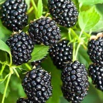 Rubus fruticosus Čačanská beztrnná