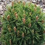 Pinus mugo Benjamin