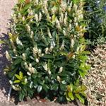 Prunus laurocerasus Cleopatra