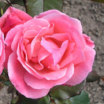 Rosa hybr. (CH)  Queen of Elizabeth