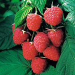 Rubus idaeus Autumn Bliss