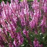 Salvia nemorosa Sensation Compact Bright Rose