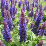 Salvia nemorosa Sensation Compact Deep Blue