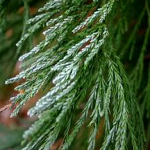 Sequoiadendron giganteum