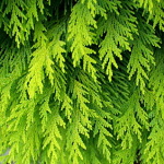 Chamaecyparis lawsoniana Stewartii