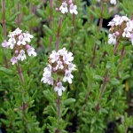 Thymus vulgaris Compactus