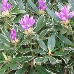 Rhododendron ponticum Variegatum