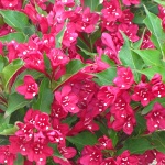 Weigela x hybrida Red Prince