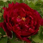Paeonia sufruticosa Wu Jin Yao Hui