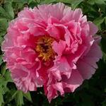 Paeonia sufruticosa Yin Hong Qiao dui