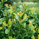 Prunus laurocerasus Etna